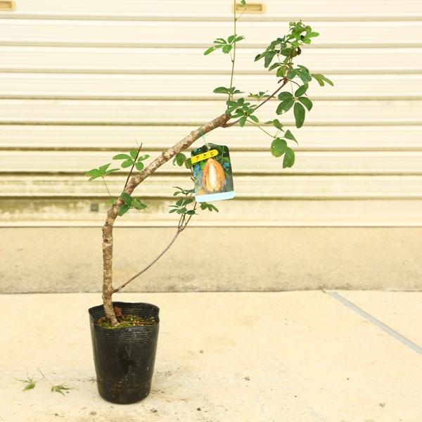庭木・植木：五葉アケビ(ごようあけび) 太幹苗 : 遊恵盆栽 Yahoo!店