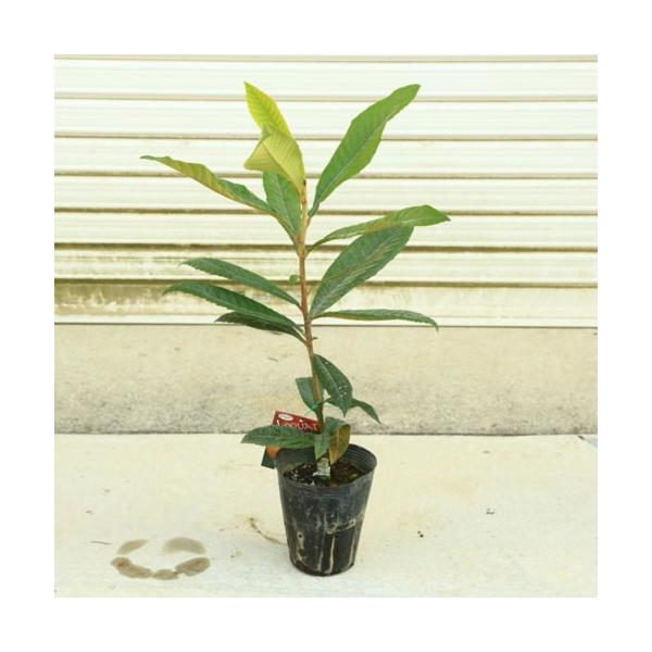 家庭果樹 庭木 ビワ 枇杷 クイーン長崎orなつだよりor田中or茂木品種をお選び下さい Buyee Buyee 提供一站式最全面最專業現地yahoo Japan拍賣代bid代拍代購服務