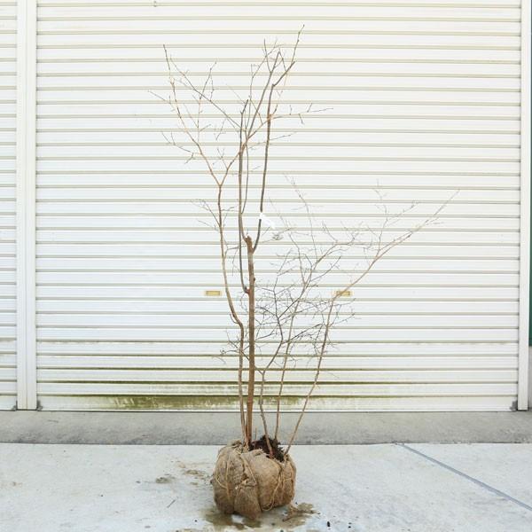 山採り天然　ナツハゼ 山採り天然 ナツハゼ 83