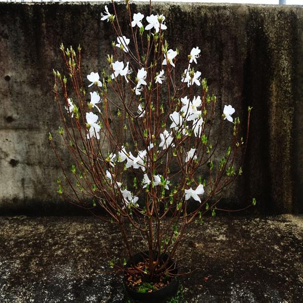 特撰庭木：ミツバツツジ（三つ葉つつじ）*白花 特大 樹高110cm 