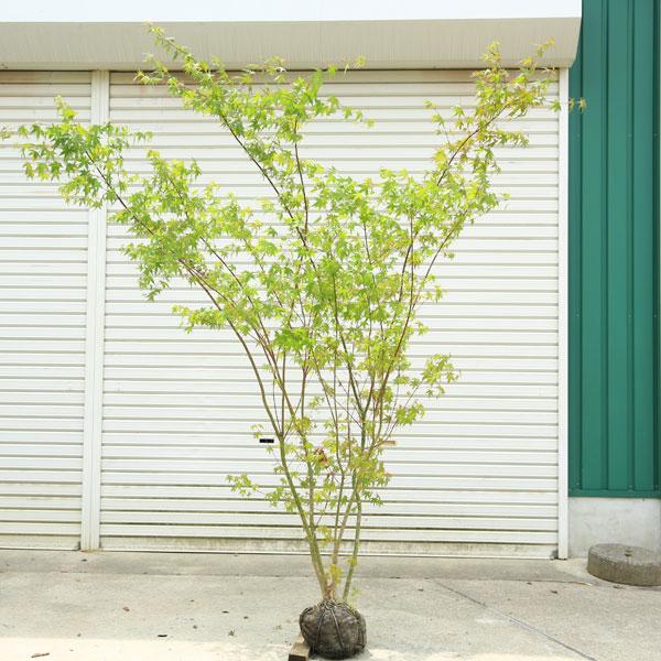 庭木:イロハもみじ(モミジ)* 株立ち 樹高:約170cm 全高 庭木:イロハもみじ(モミジ)* 株立ち 樹高:約170cm 全高