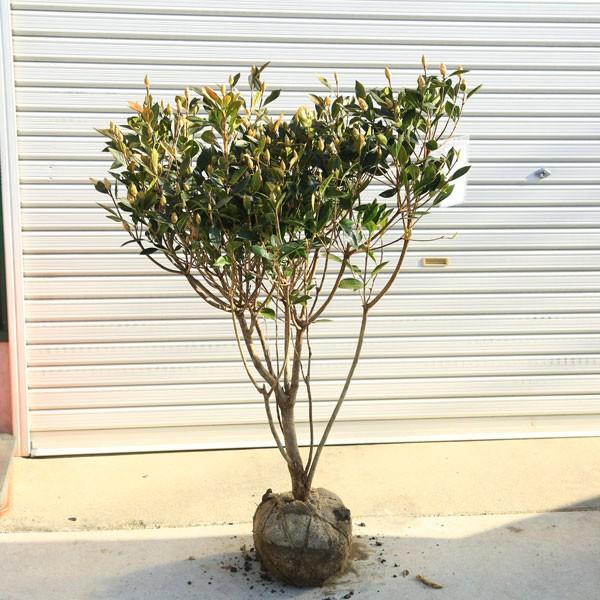 特選庭木 植木 ホンコンドウダンツツジ ピンクシャンデリア 立派な株でかわいいお花を支えます ヤマト便大型商品発送 N1055 遊恵盆栽 Yahoo 店 通販 Yahoo ショッピング