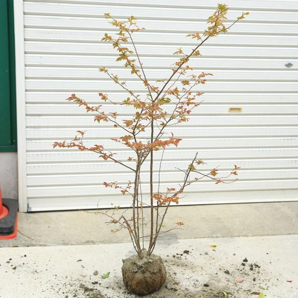 庭木 植木 ナツハゼ なつはぜ 夏櫨 根巻苗 だんとつな紅葉の美しさ N1065 遊恵盆栽 Yahoo 店 通販 Yahoo ショッピング