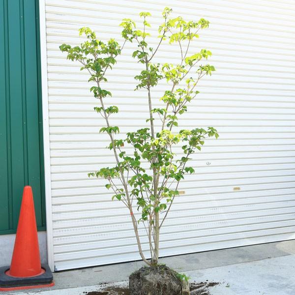やわらかい花形が特徴です 特選庭木 ヤマボウシ 赤花 サトミ 樹高 約150ｃｍ 全高170ｃｍ 現品限り 大型商品発送 N10 5 遊恵盆栽 Yahoo 店 通販 Yahoo ショッピング