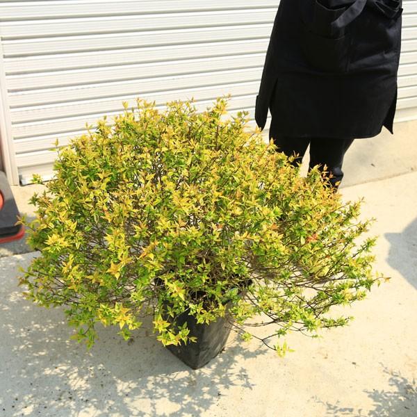 めったに入らない幅広超大株 グランドカバー 特選庭木 アベリア あべりあ カレイドスコープ 超大株 N1091 遊恵盆栽 Yahoo 店 通販 Yahoo ショッピング