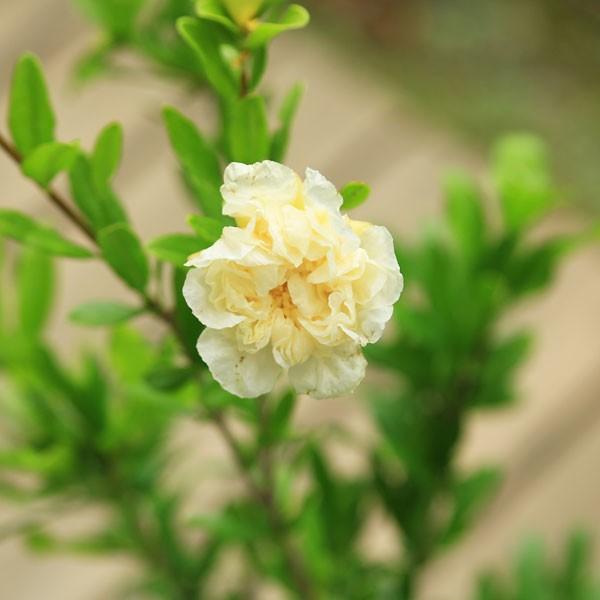 庭木 植木苗 白花ざくろ しろばなざくろ ザクロの珍品です N1108 遊恵盆栽 Yahoo 店 通販 Yahoo ショッピング