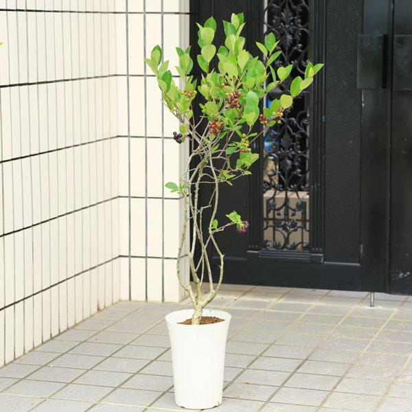 庭木 植木 チョコベリー アロニア アローニャ 株立ち 鉢植え ブルベリー以上のアントシアニン N1121 遊恵盆栽 Yahoo 店 通販 Yahoo ショッピング