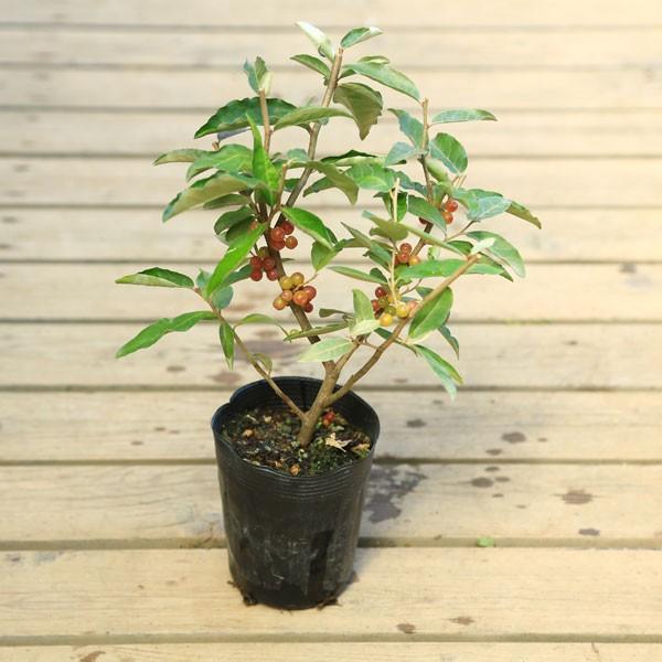 かわいいグミが成ります。庭木苗・苗：アキグミ（グミの木） : 遊恵