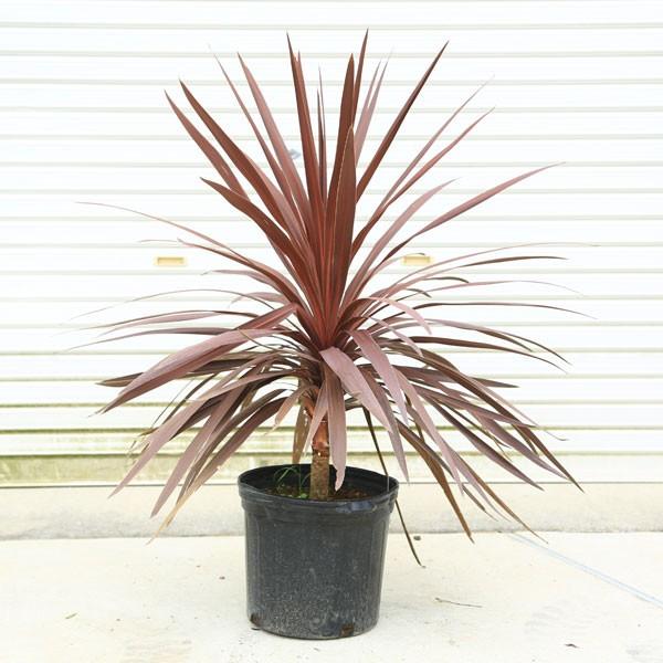 人気のコルジリネ 銅葉品種 庭木 苗木 コルジリネ コルディリネ レッドスター 10号 ヤマト便発送 N1142 遊恵盆栽 Yahoo 店 通販 Yahoo ショッピング