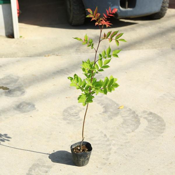庭木苗・植木：ナナカマド（ななかまど）紅覆輪葉*美しい斑入り葉新