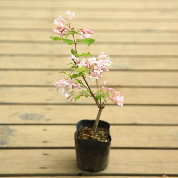 庭木苗・植木：コルクウィッチア アマビリス ピンククラウド* : 遊恵