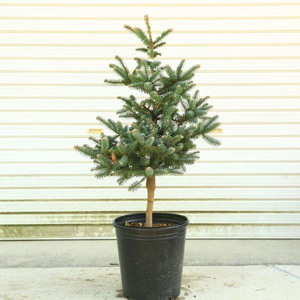 めったに流通しない希少品種 稀少モミの木 モミの木 アビエス ピンサポ グラウカ 現品限り Buyee Buyee 日本の 通販商品 オークションの代理入札 代理購入