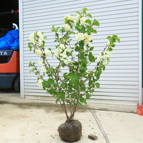 庭木：オオデマリ（白）*特選品！ 樹高約120cm 佐川急便発送