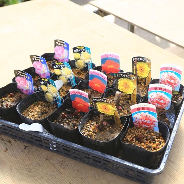 庭木・植木：シャクヤク（芍薬）*【2個セット】【品種おまかせ