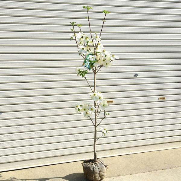 庭木 アメリカ花水木 はなみずき ハナミズキ 白花 クラウドナイン 根巻 10本限り ヤマト便大型商品発送 N1190 遊恵盆栽 Yahoo 店 通販 Yahoo ショッピング