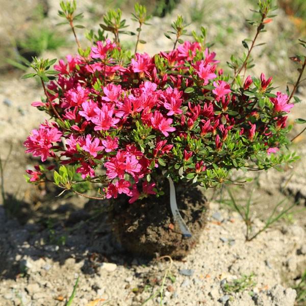 樹種：クルメツツジ （裾後の糸）撮影日：4月常緑低木。花は小輪で、とても花つきがよい品種です。 和風のお庭にも、洋風のお庭にもどちらにもよく似合います。*根巻き（ポット無）でのお届けとなります。＊数量ものの為、写真と若干形状が異なる場合がご...