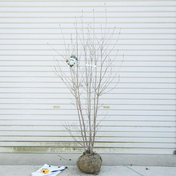 送料無料 特選庭木 ヤマボウシ 白花 樹高 約150ｃｍ 全高170ｃｍ 佐川急便商品発送 N1198 遊恵盆栽 Yahoo 店 通販 Yahoo ショッピング