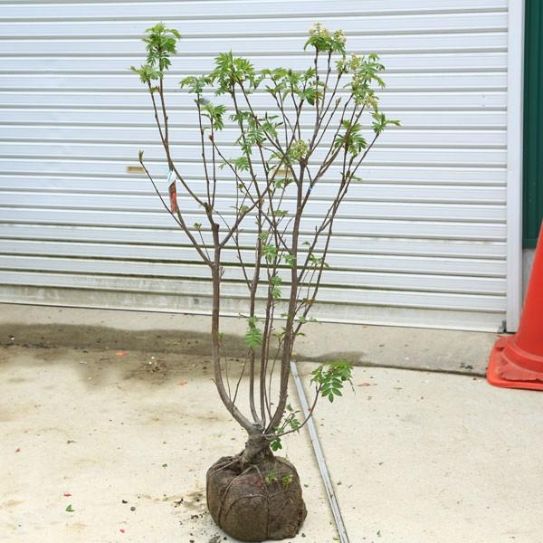 庭木・植木：ナナカマド（ななかまど） 大株！ 佐川急便発送！ : 遊恵