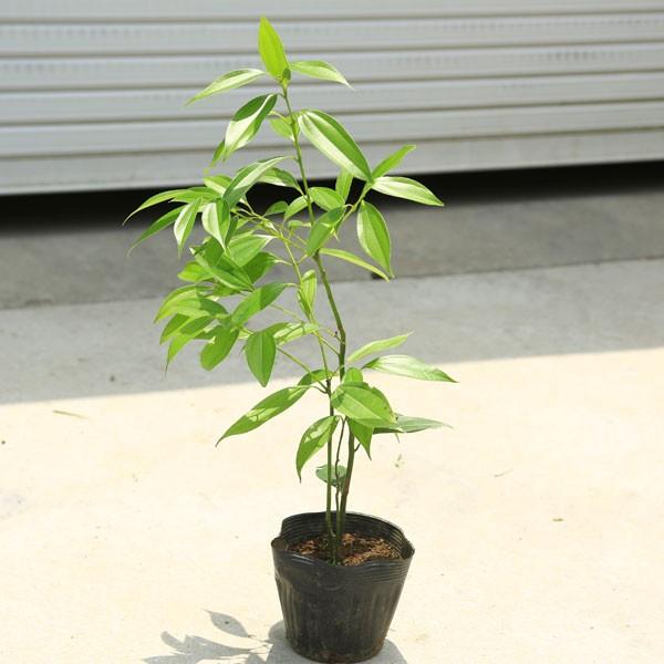 庭木 植木 ニッケイ 日桂 ニッキの木 N1250 遊恵盆栽 Yahoo 店 通販 Yahoo ショッピング