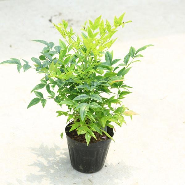 庭木 矮性南天 白南天 なんてん レモンライム 新品種 N1251 遊恵盆栽 Yahoo 店 通販 Yahoo ショッピング
