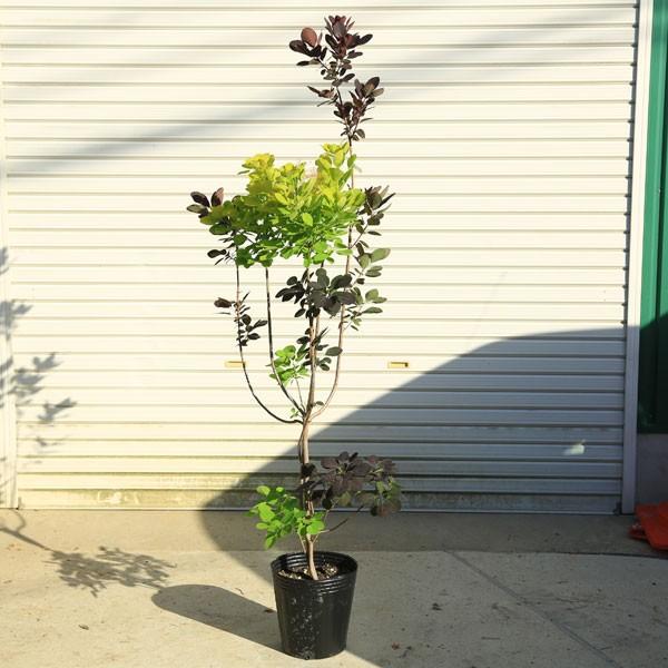 特選庭木 スモークツリー デュアルツイスト ゴールデンスピリット ロイヤルパープル 全高170ｃｍ佐川急便発送 現品限り Buyee Buyee Jasa Perwakilan Pembelian Barang Online Di Jepang