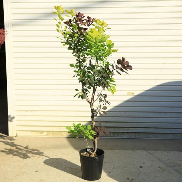 特選庭木 スモークツリー デュアルツイスト ゴールデンスピリット ロイヤルパープル 全高170ｃｍ 佐川急便発送 現品限り N1253 3 遊恵盆栽 Yahoo 店 通販 Yahoo ショッピング