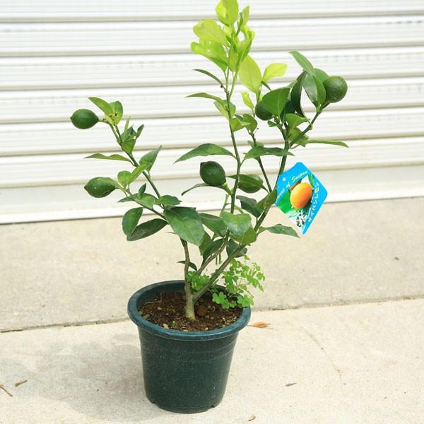 庭木 果樹 サイパンレモン 良品 鉢植え庭植えにもぴったりです N1262 遊恵盆栽 Yahoo 店 通販 Yahoo ショッピング