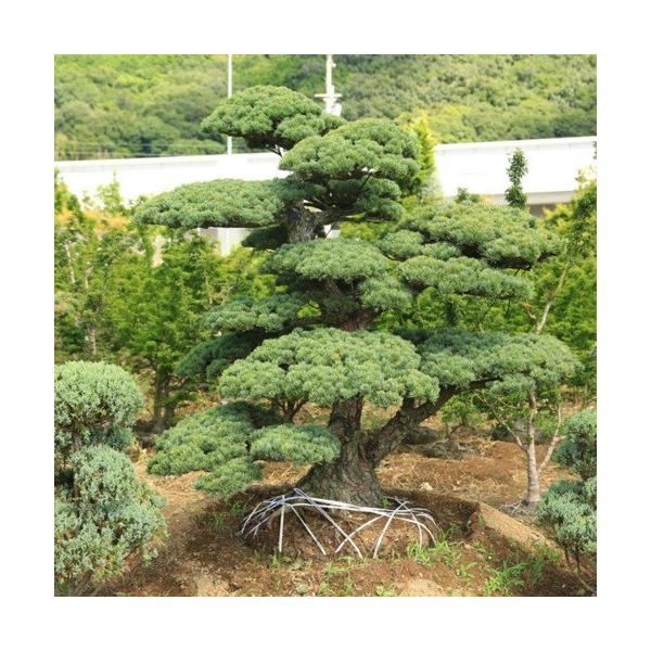 庭木：五葉松 特選大株 現品一点限り 3番 * : 遊恵盆栽 Yahoo!店