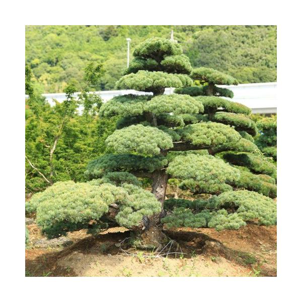 庭木:五葉松 特選大株 現品一点限り 4番 * : 遊恵盆栽 Yahoo!店 庭木:五葉松 特選大株 現品一点限り 4番 * : 遊恵盆栽 Yahoo!店