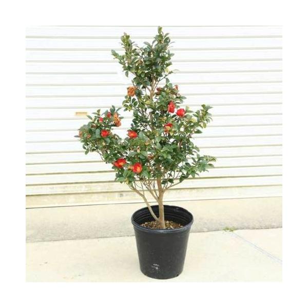 山木さん専用 y-bonsai_n1294v