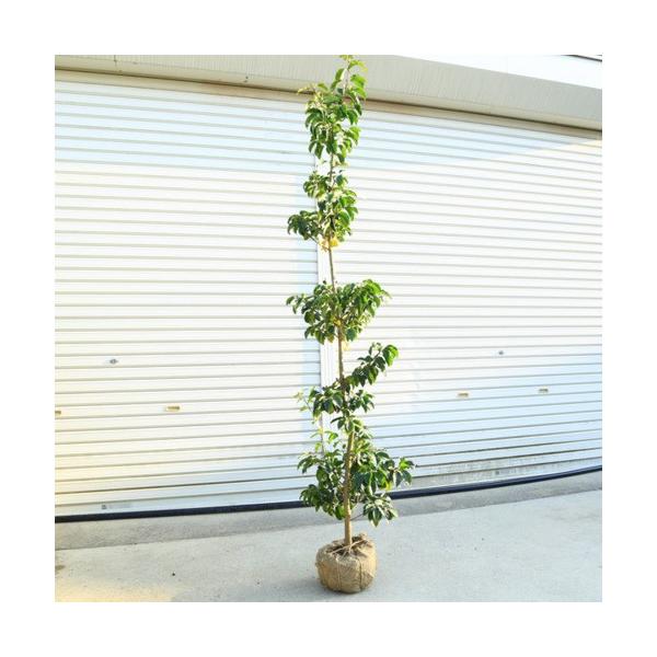 ؁F\S@悲iP؁jij*@F150@SF180@^i