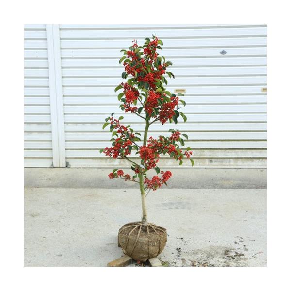 庭木 クロガネモチ くろがねもち 雌木 樹高 約80ｃｍ Buyee Buyee 日本の通販商品 オークションの代理入札 代理購入