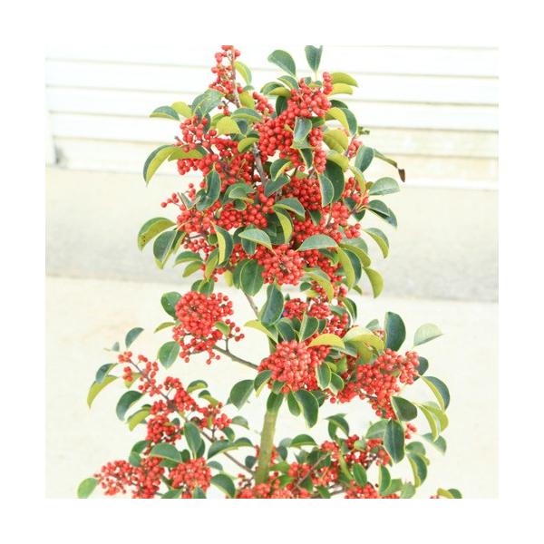 庭木 クロガネモチ くろがねもち 雌木 樹高 約80ｃｍ Buyee Buyee Japanese Proxy Service Buy From Japan Bot Online