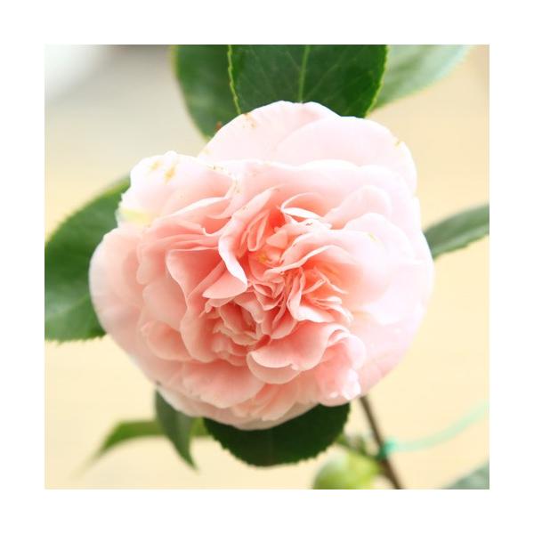 ツバキ 庭木苗・植木苗：西洋ツバキ（エレガンススプレンダー）*つばき 大輪椿