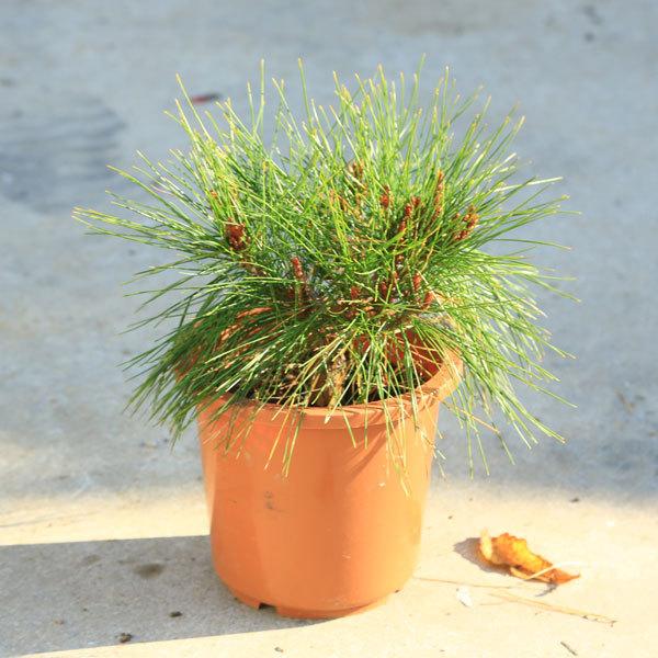 植木 盆栽 赤松の人気商品 通販 価格比較 価格 Com