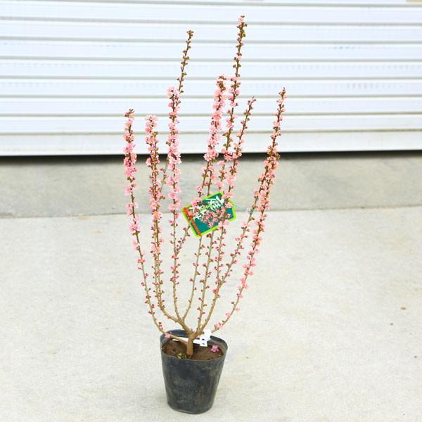 庭木・植木：庭梅（ニワウメ）*にわうめ 樹高70cm : 遊恵盆栽 Yahoo