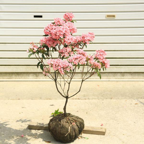 庭木 植木 アメリカシャクナゲ カルミア サラー 樹高50 60ｃｍ 佐川急便発送 N1357v 遊恵盆栽 Yahoo 店 通販 Yahoo ショッピング