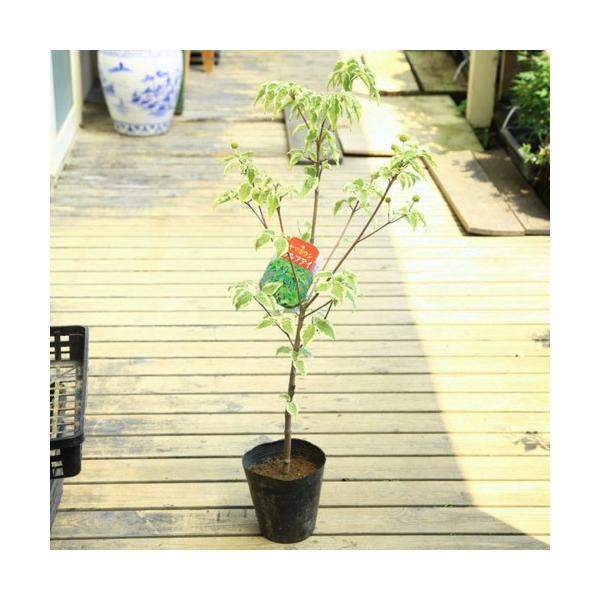 ウルフアイ ヤマボウシ 盆栽 植木の人気商品 通販 価格比較 価格 Com