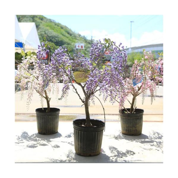 庭木 花藤 大株 品種をお選びください 一重黒竜 口紅 本紅 八重黒竜 白長藤 Buyee Buyee Japanese Proxy Service Buy From Japan Bot Online