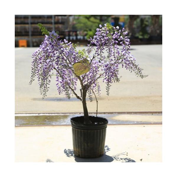 庭木 花藤 大株 品種をお選びください 一重黒竜 口紅 本紅 八重黒竜 白長藤 Buyee Buyee Japanese Proxy Service Buy From Japan Bot Online