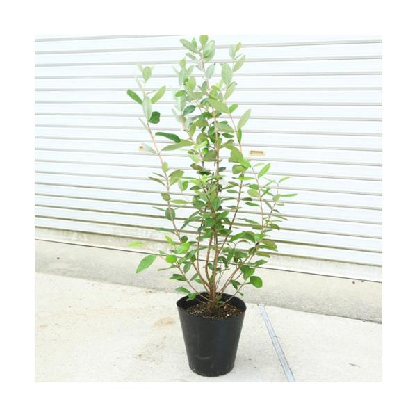 y-bonsai_n1412v