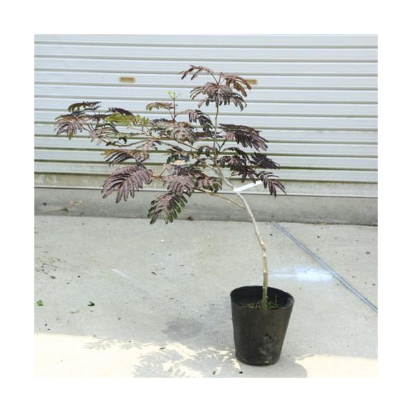 y-bonsai_n1415v-5