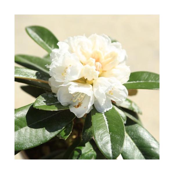 庭木・植木：斑入り屋久島石楠花（日本シャクナゲ）* 樹高30cm