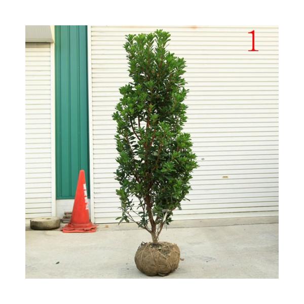 送料無料 めったに入荷しません 庭木 イチゴノキ ストロベリーツリー 赤花 特選大株 佐川急便発送 Khabarbani Com