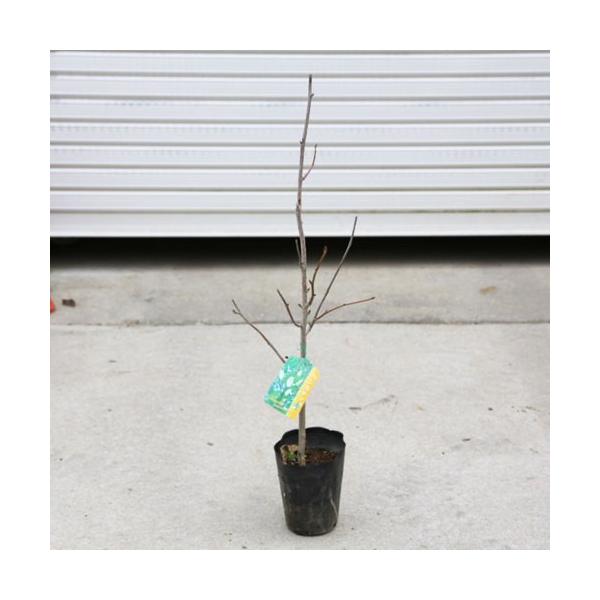 庭木・植木：ハンカチノキ（ダビディア）ハンカチの木* 白く
