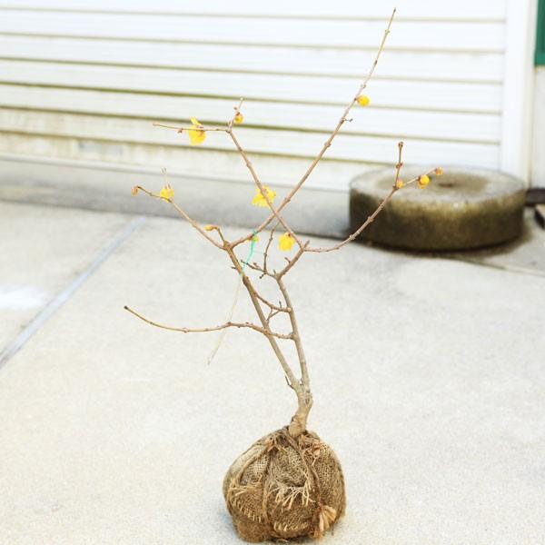 庭木 植木 満月ロウバイ 満月ろうばい 根巻小苗 樹高 40ｃｍ 鉢植えにもオススメ N1470v 遊恵盆栽 Yahoo 店 通販 Yahoo ショッピング