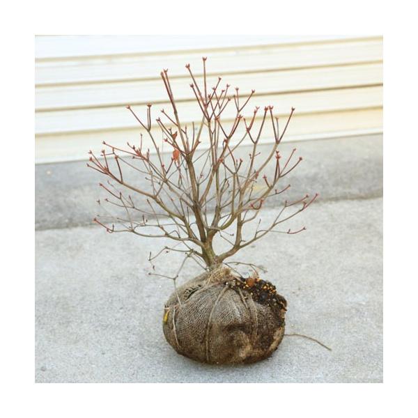庭木 珍品植木：ヤシオツツジ （アカヤシオツツジ）あかやしおつつじ