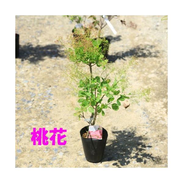 庭木苗 植木苗 スモークツリー 赤花 Or 白花 Or 白花 Or ダスキーメイデン 花色お選びください 樹高 40ｃｍ Dejapan Bid And Buy Japan With 0 Commission