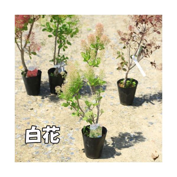 庭木苗 植木苗 スモークツリー 赤花 Or 白花 Or 白花 Or ダスキーメイデン 花色お選びください 樹高 40ｃｍ Dejapan Bid And Buy Japan With 0 Commission