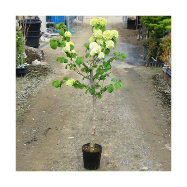 [商品情報]樹種：オオデマリ　　撮影日：4月落葉低木樹。4-5月ごろ開花。強健で病害虫にも強いです。半日陰でも育ちます。*ポットでのお届けとなります。＊数量ものの為、写真と若干形状が異なる場合がございます。[サイズ]樹高（ポットの高さを含ま...